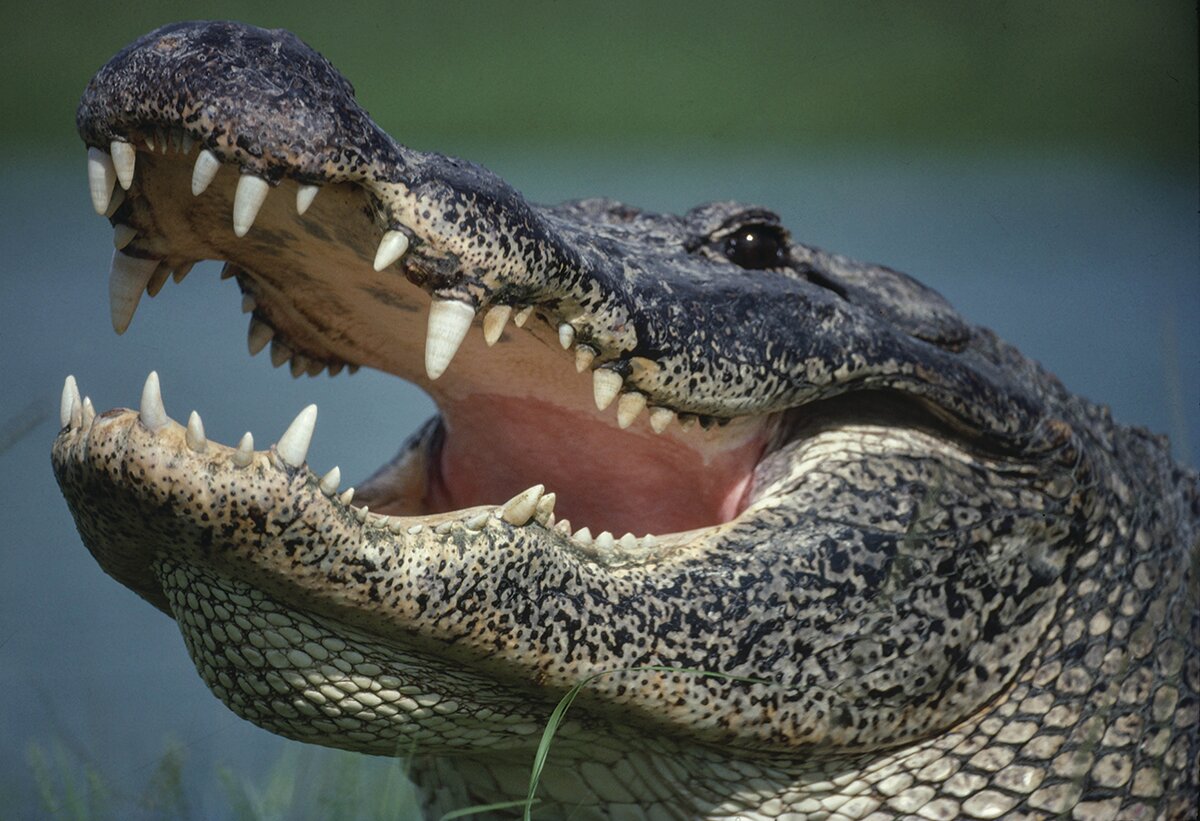Florida is home to almost 20% of all American alligators nationwide.